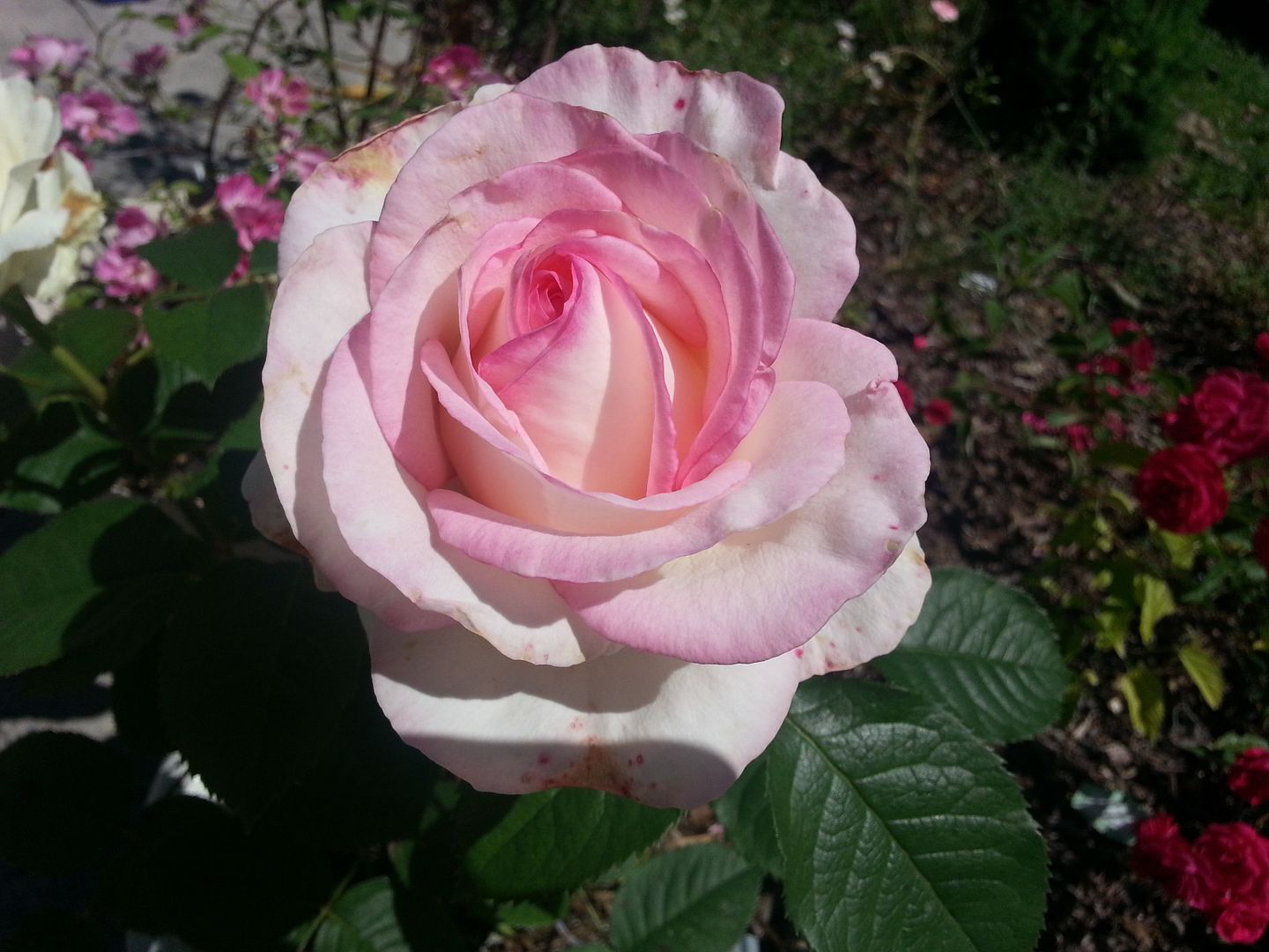 moonstone photo 20130525_111950_zps61606b50.jpg